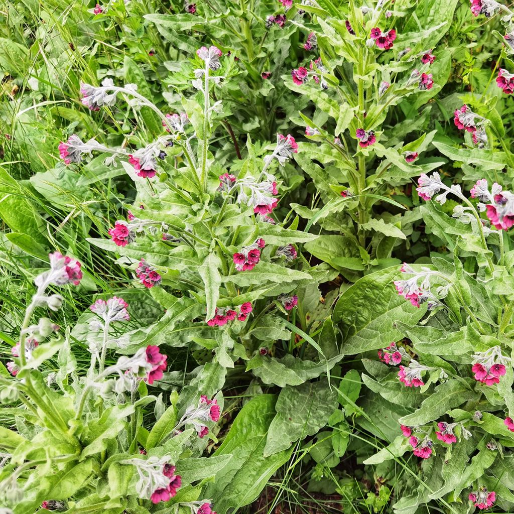 Cynoglossum officinale - Lengua de perro