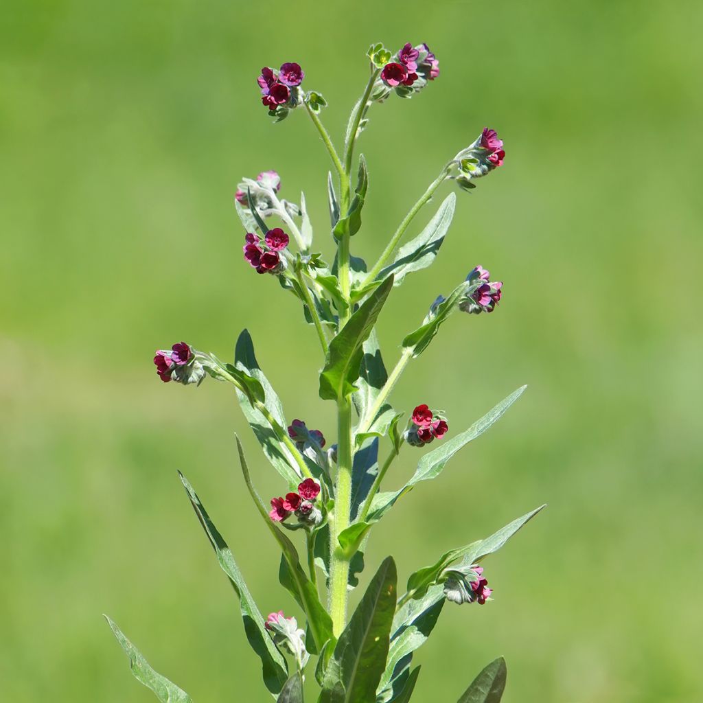 Cynoglossum officinale - Lengua de perro