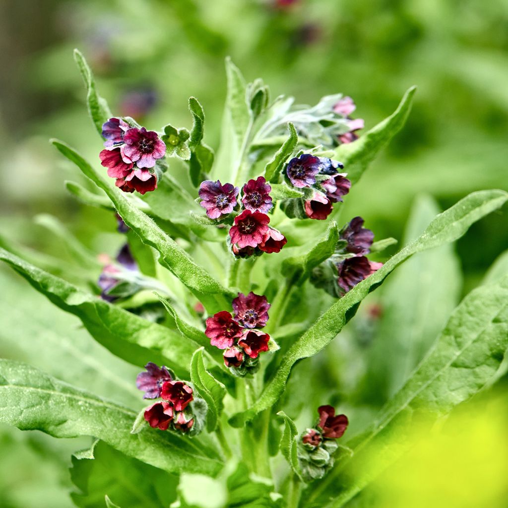 Cynoglossum officinale - Lengua de perro