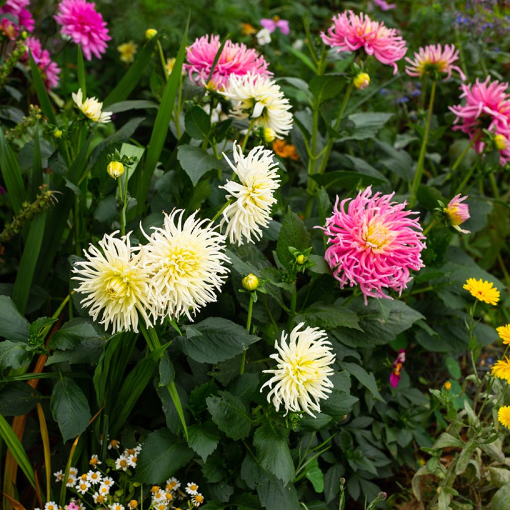 Dalia Cactus Hybrids Mixed