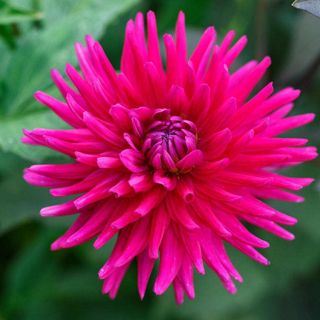 Dalia Cactus Hybrids Mixed