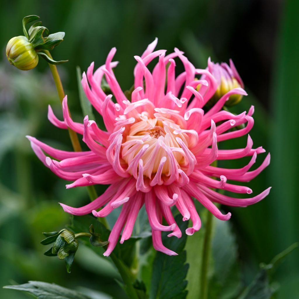 Dalia Cactus Hybrids Mixed