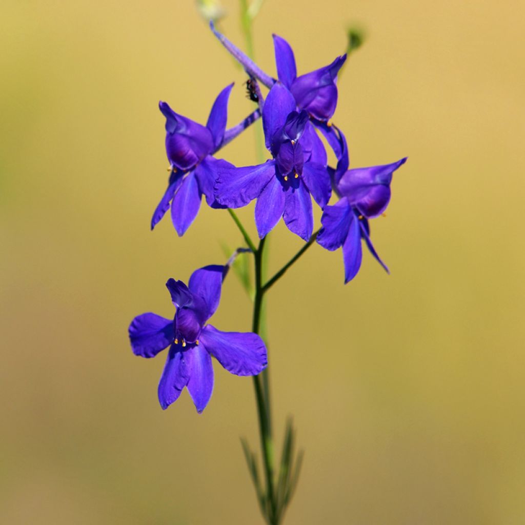 Espuela de caballero - Delphinium regalis Blue Cloud