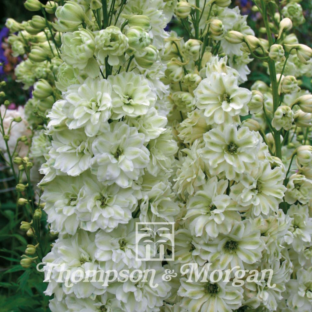 Graines de Delphinium Green Twist - Pied d'Alouette hybride blanc et vert pâle