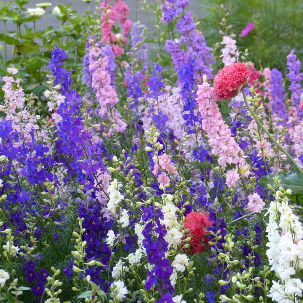 Espuela de caballero - Delphinium consolida Imperial Mix