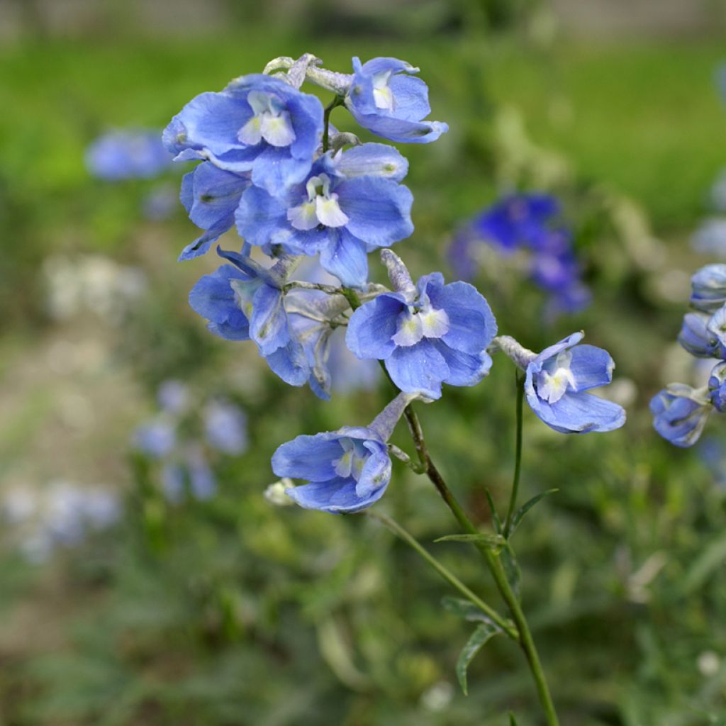 Delphinium belladonna Cliveden Beauty (semillas) - Espuela de caballero  