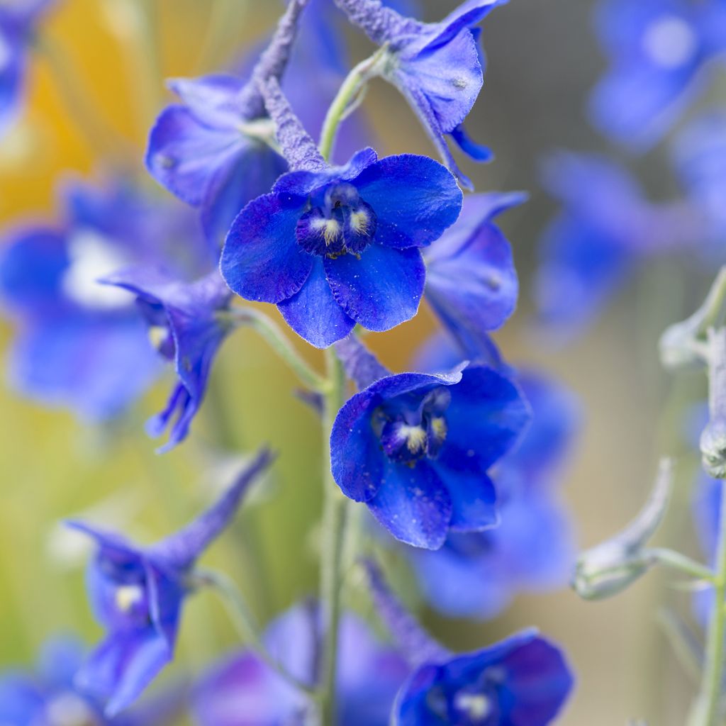 Espuela de caballero - Delphinium Volkerfrieden Oriental Blue