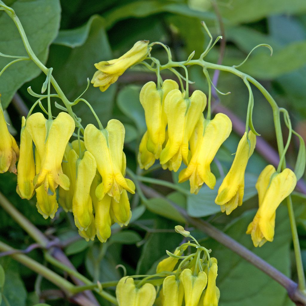 Dactylicapnos scandens Golden Tears