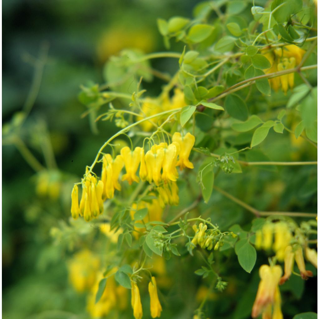 Dactylicapnos scandens Golden Tears