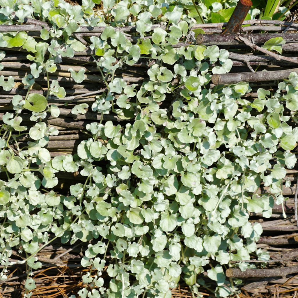 Dichondra argentea Silver Falls (semillas)