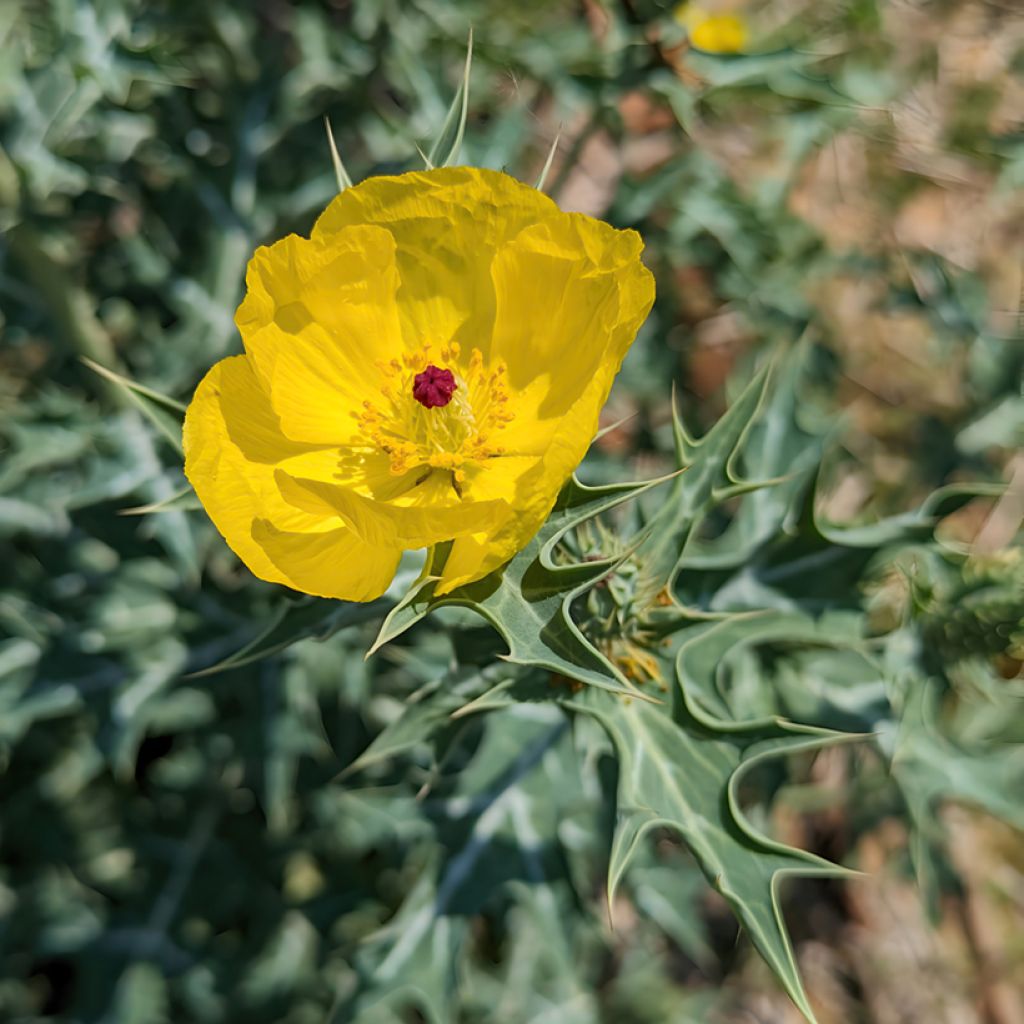 Dicranostigma franchetianum