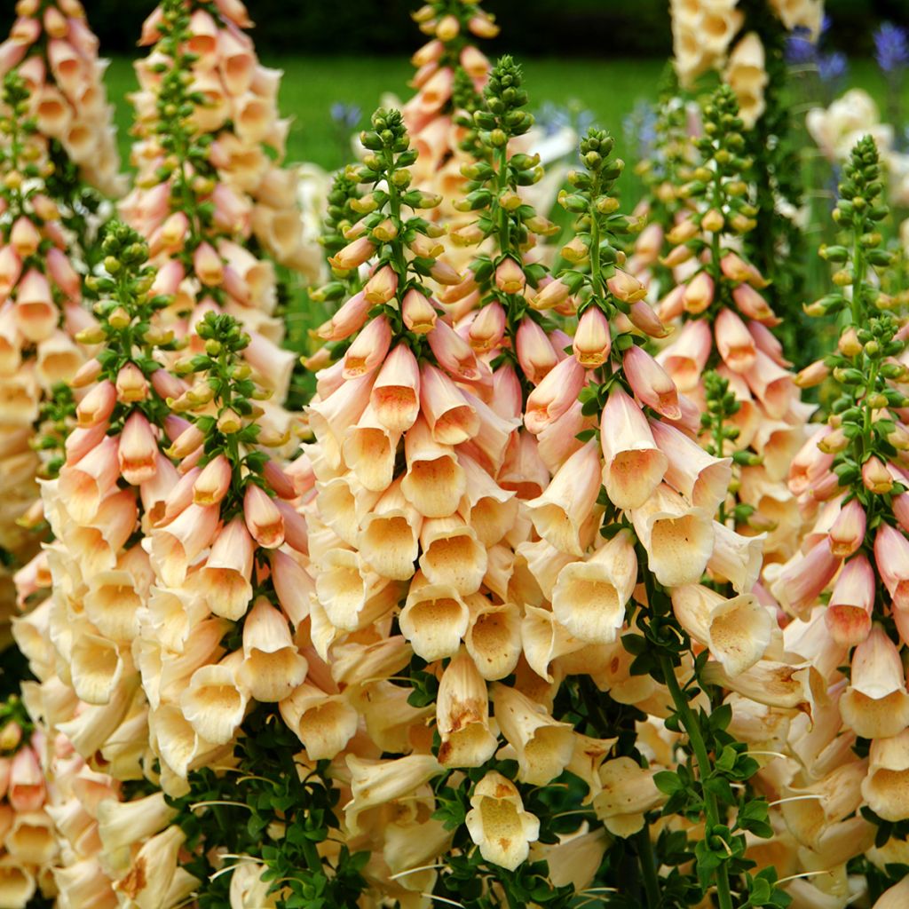 Digitalis purpurea Dalmatian Peach