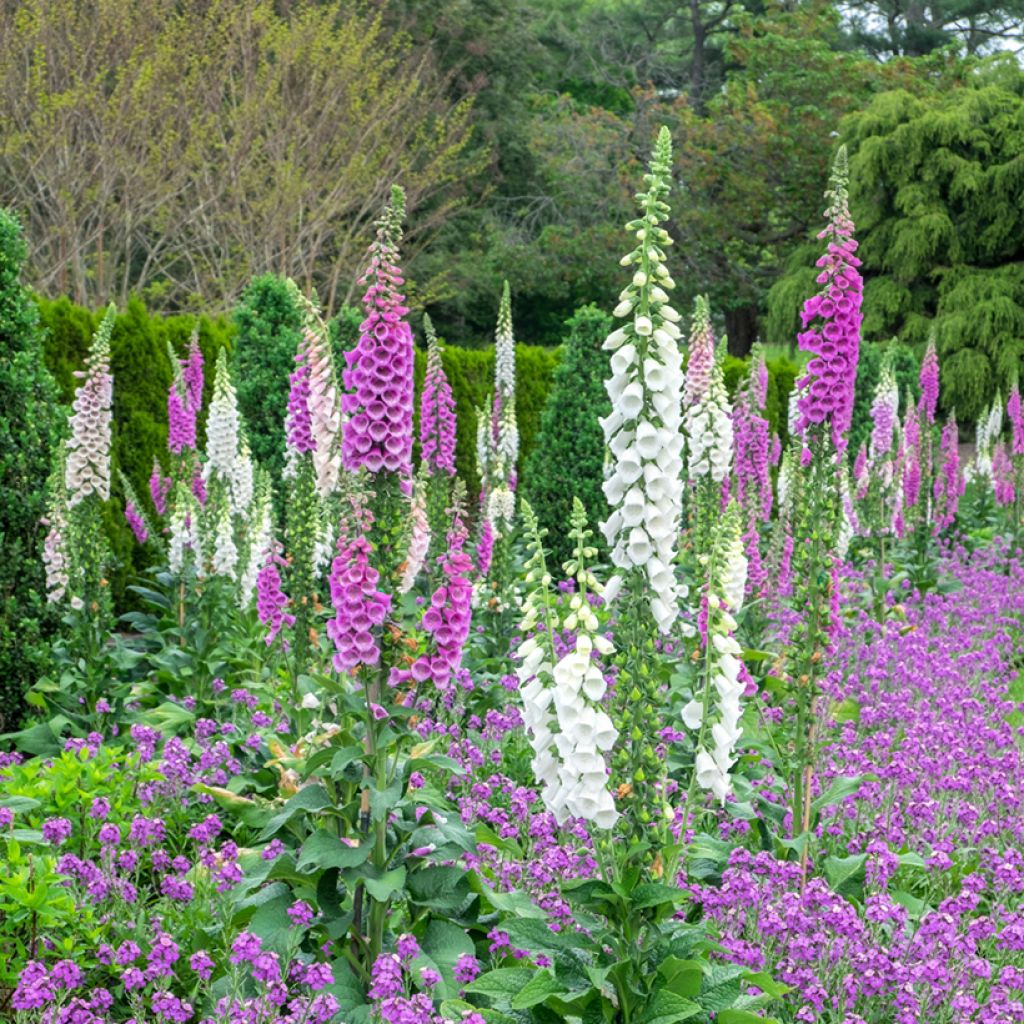 Digitalis purpurea Excelsior Mix