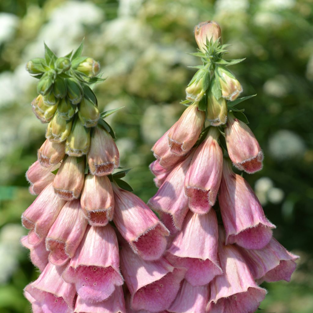 Digitalis mertonensis Summer King (semillas) - Dedalera