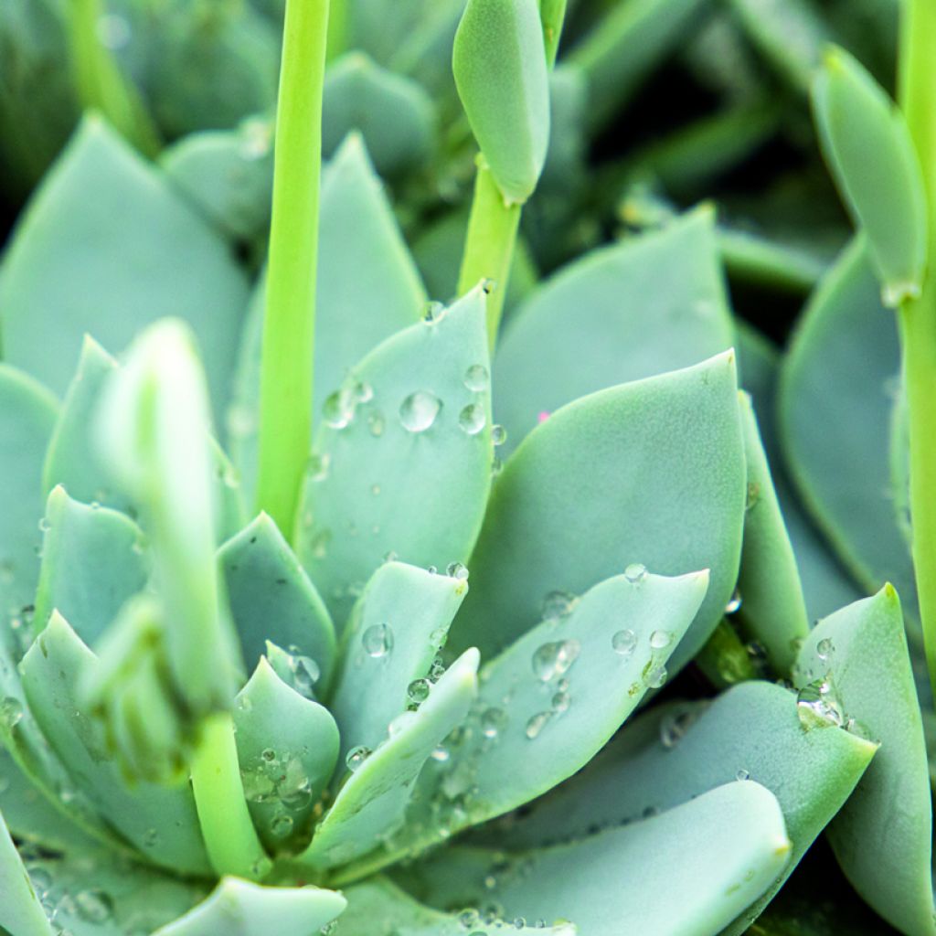 Graines de Echeveria peacockii Urban Yellow (enrobées)