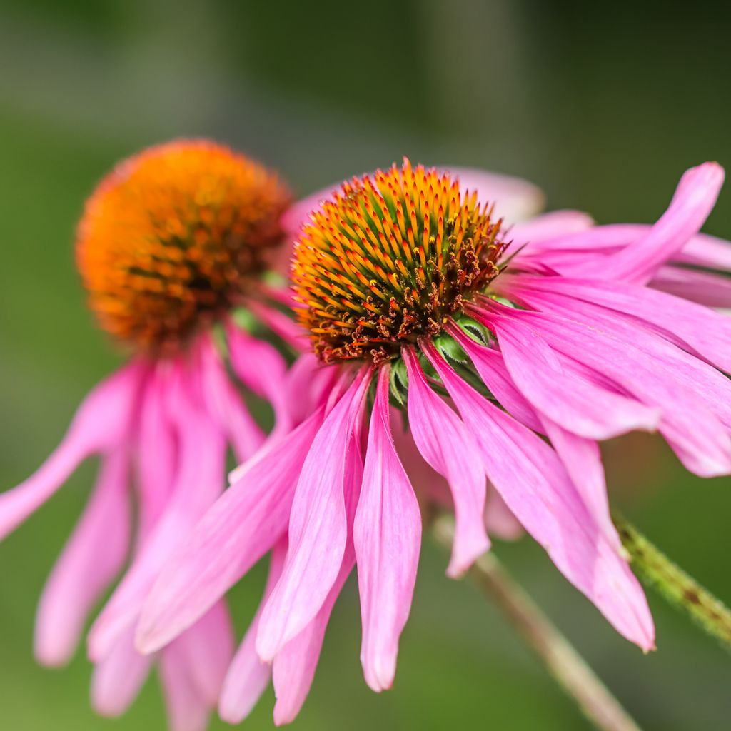 Echinacea purpurea Feeling Pink