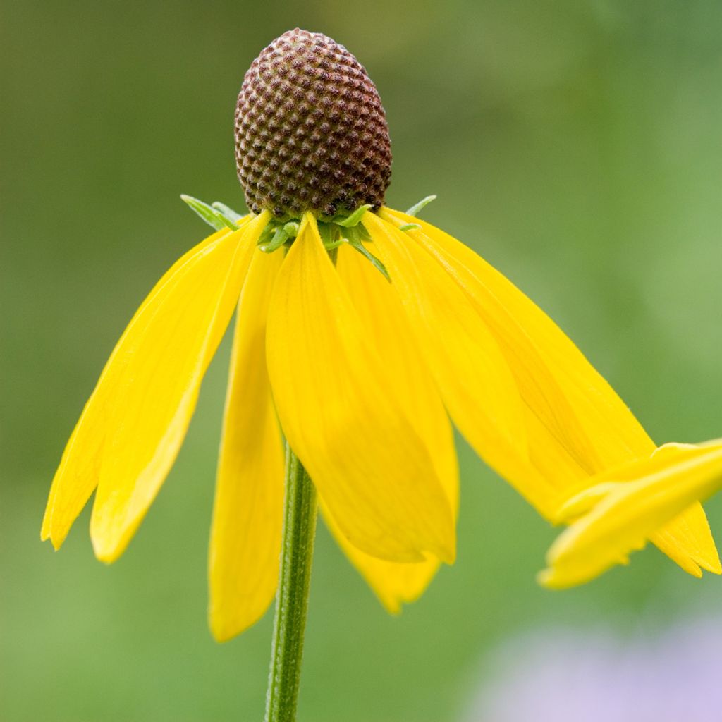 Echinacea paradoxa (semillas) - Equinácea paradójica