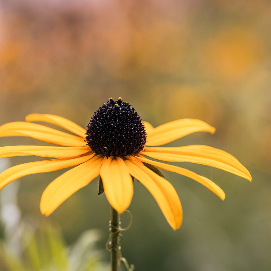 Echinacea paradoxa (semillas) - Equinácea paradójica