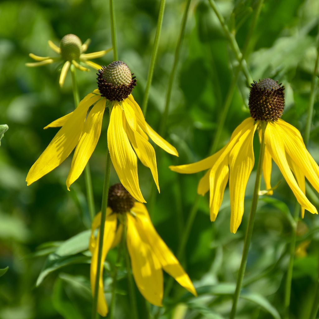 Echinacea paradoxa (semillas) - Equinácea paradójica