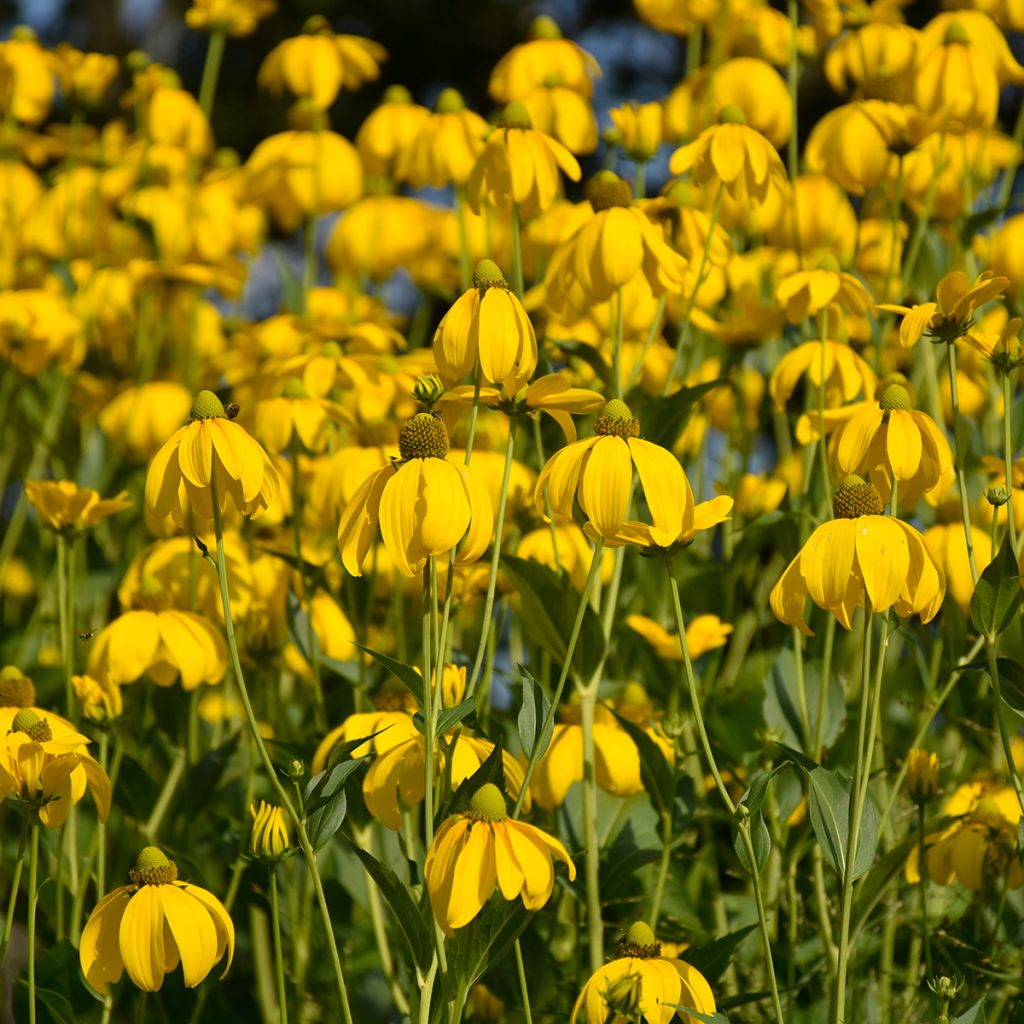 Echinacea paradoxa (semillas) - Equinácea paradójica