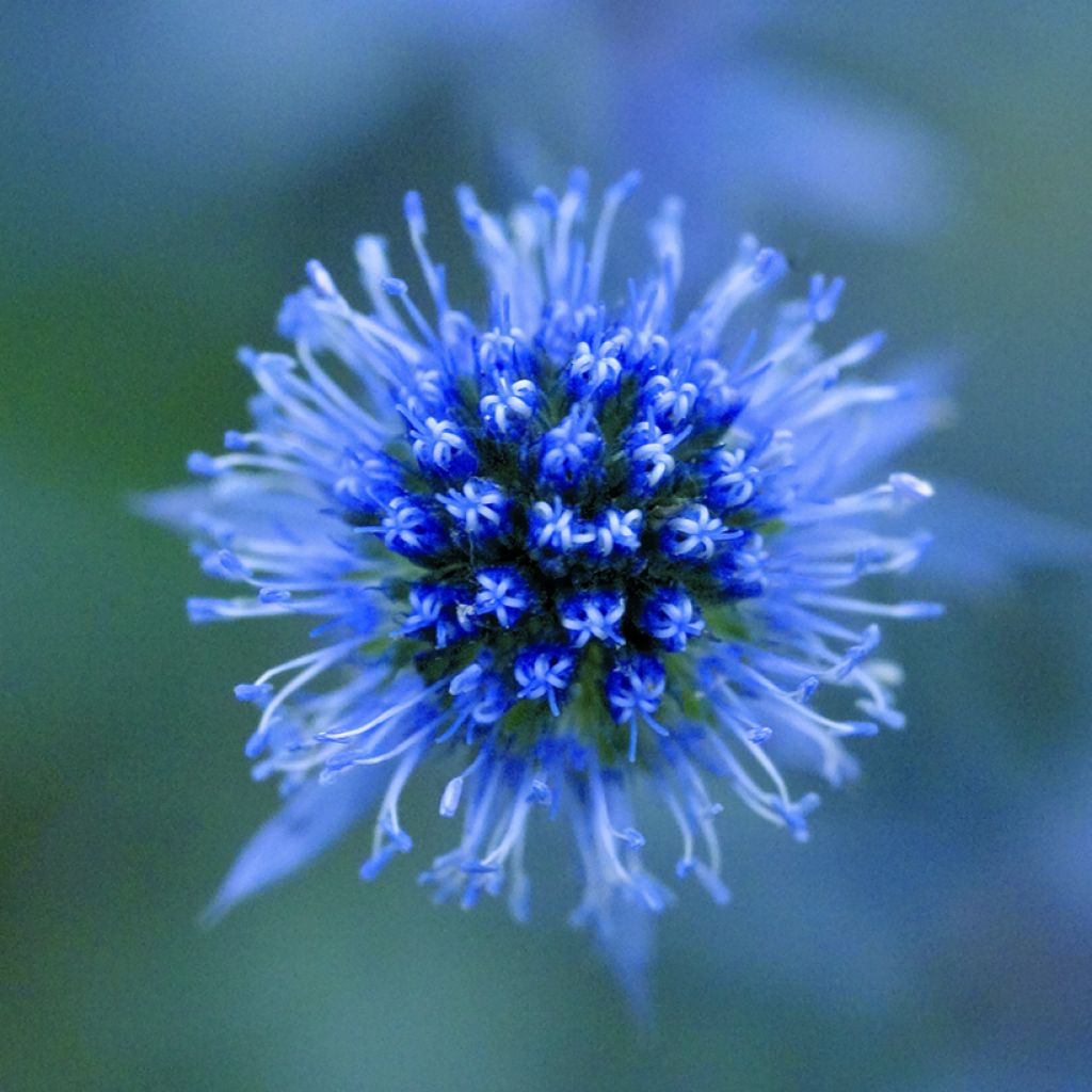 Eryngium planum Blue Glitter - Cardo plano