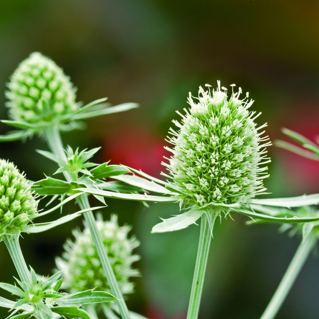 Eryngium planum White Glitter - Cardo plano