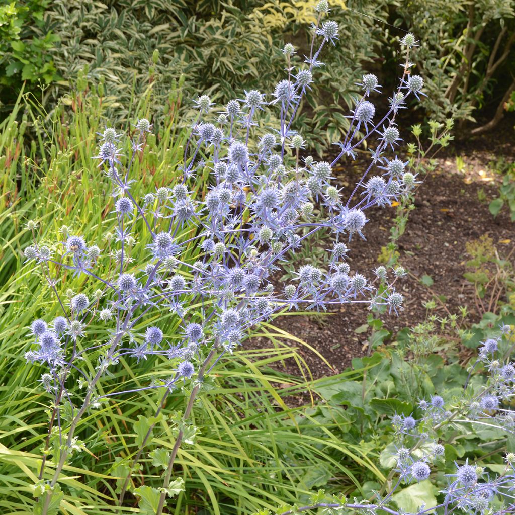 Eryngium planum (semillas) - Cardo plano