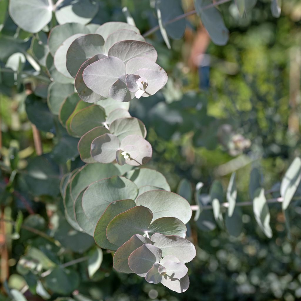 Eucalyptus cinerea Silver Dollar (semillas)