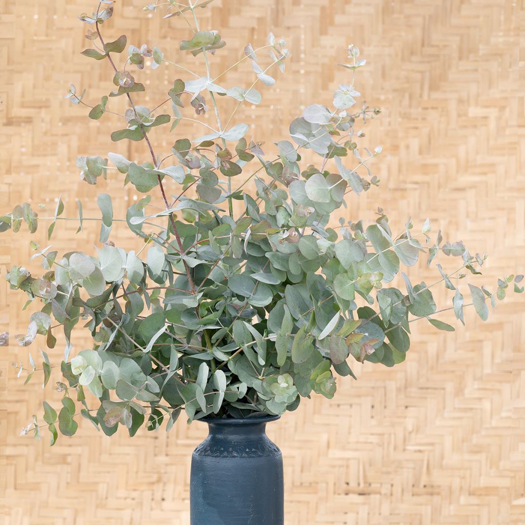 Eucalyptus cinerea Silver Dollar (semillas)