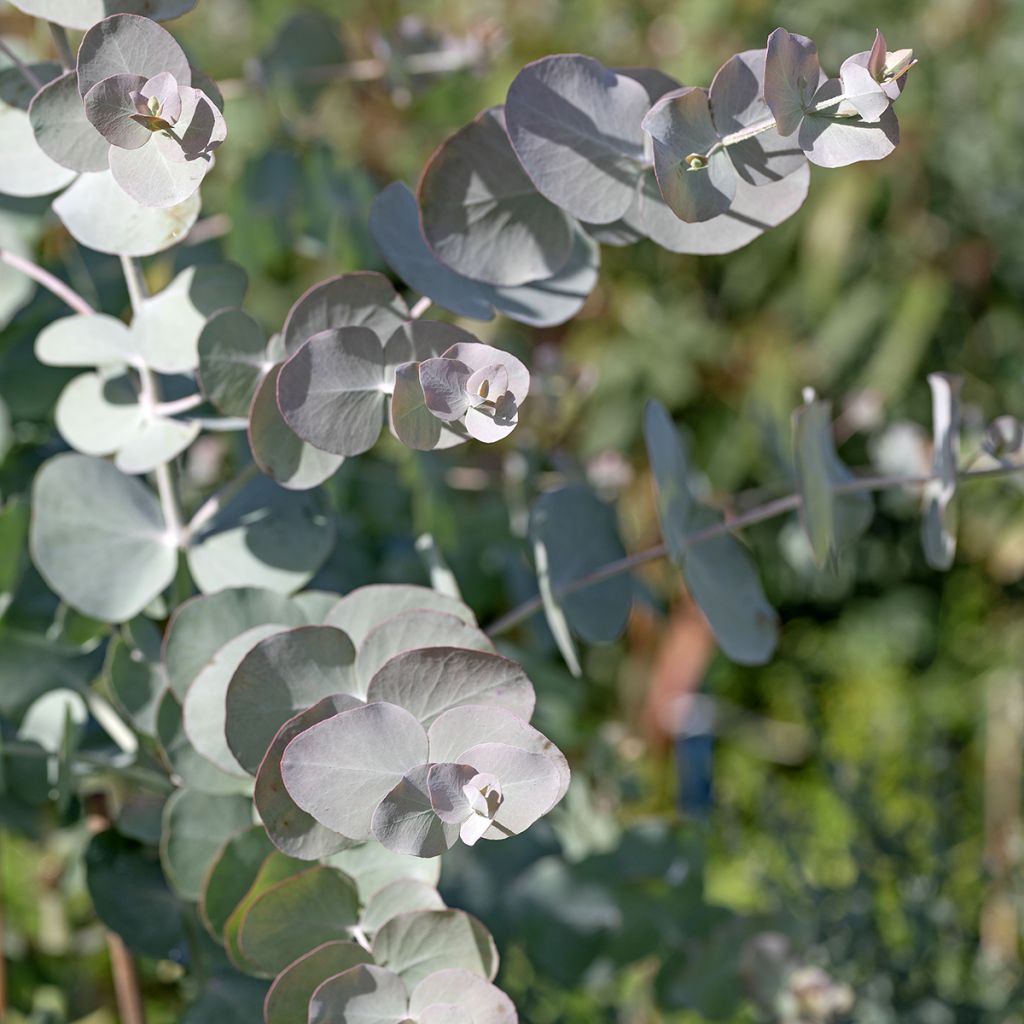 Eucalyptus cinerea Silver Dollar (semillas)