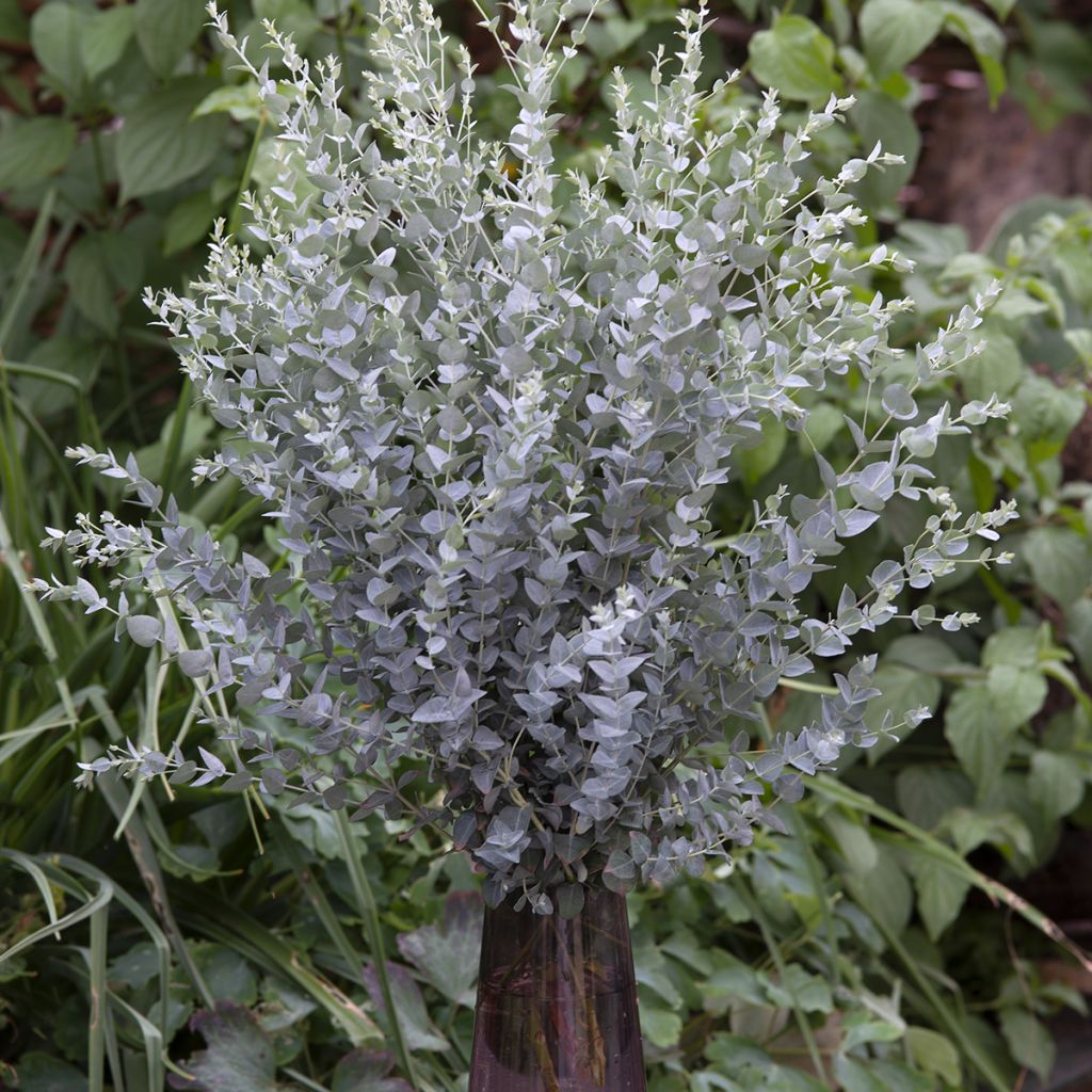 Eucalyptus kruseana latens Moon Lagoon (semillas)