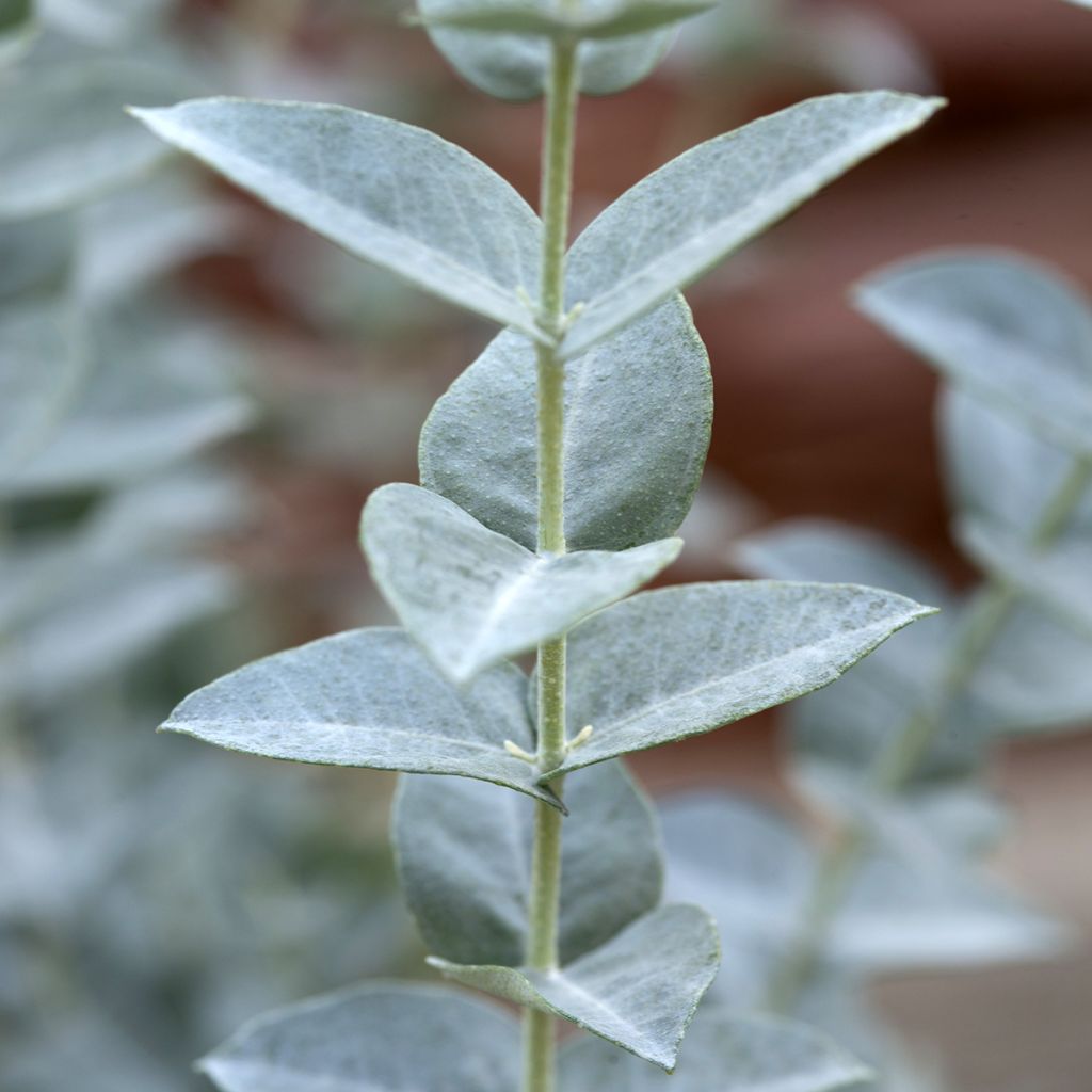 Eucalyptus kruseana latens Moon Lagoon (semillas)