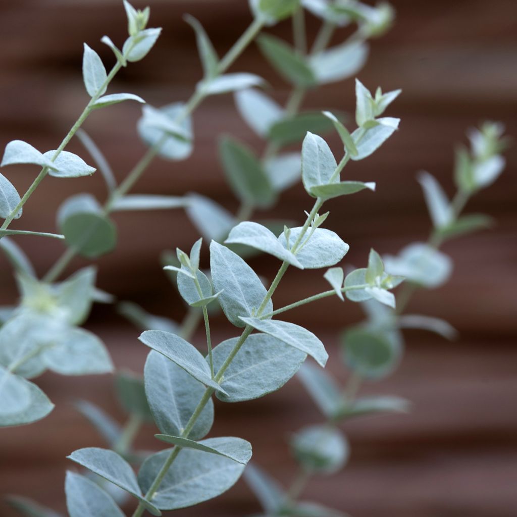 Eucalyptus kruseana latens Moon Lagoon (semillas)