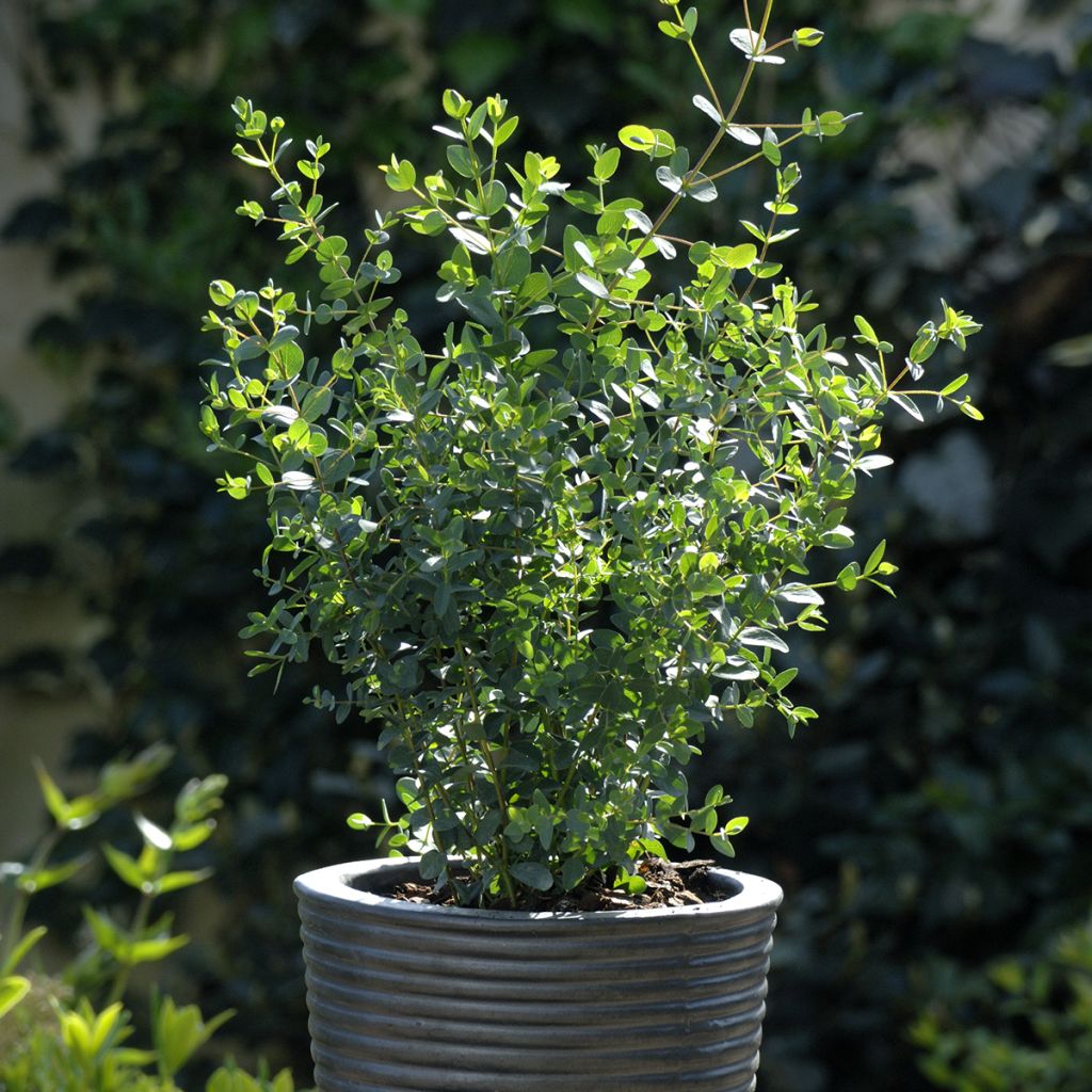 Eucalyptus parvula Boxwood - Eucalipto enano