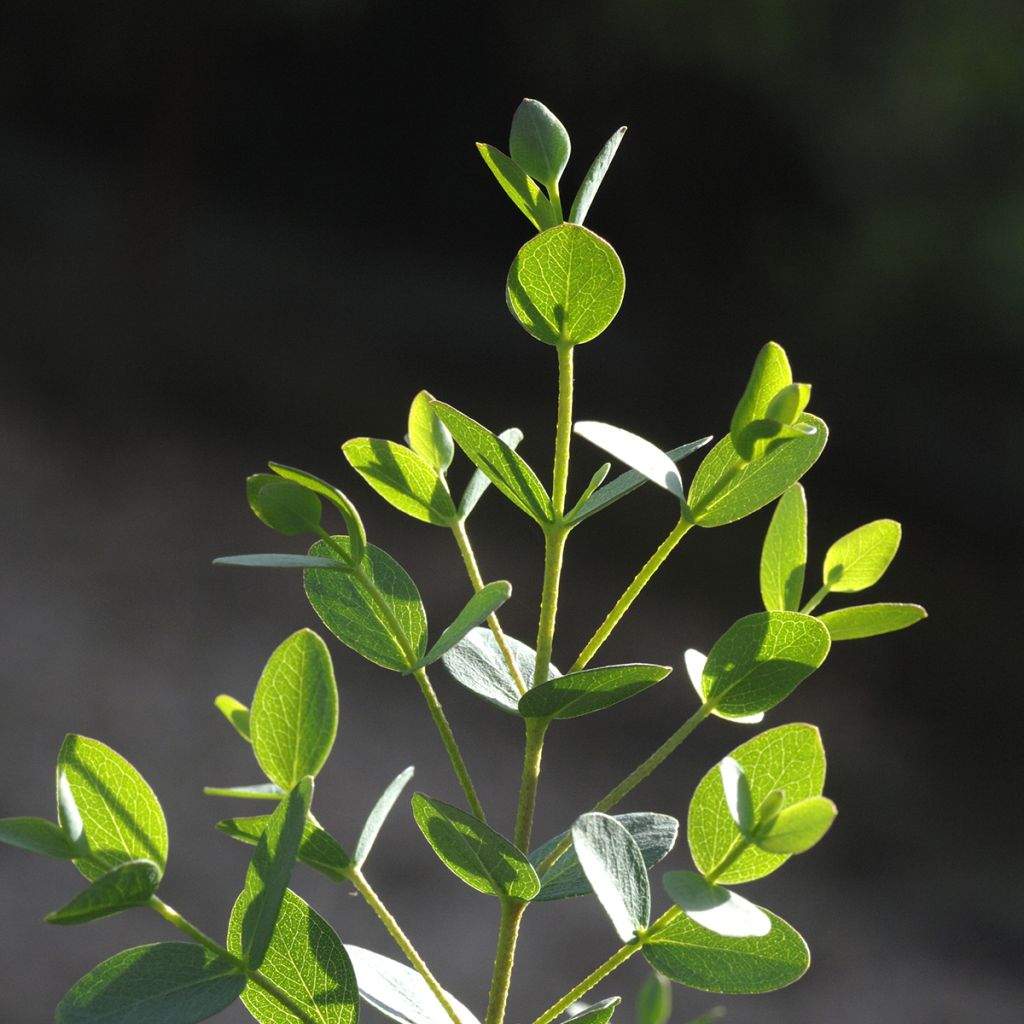 Eucalyptus parvula Boxwood - Eucalipto enano