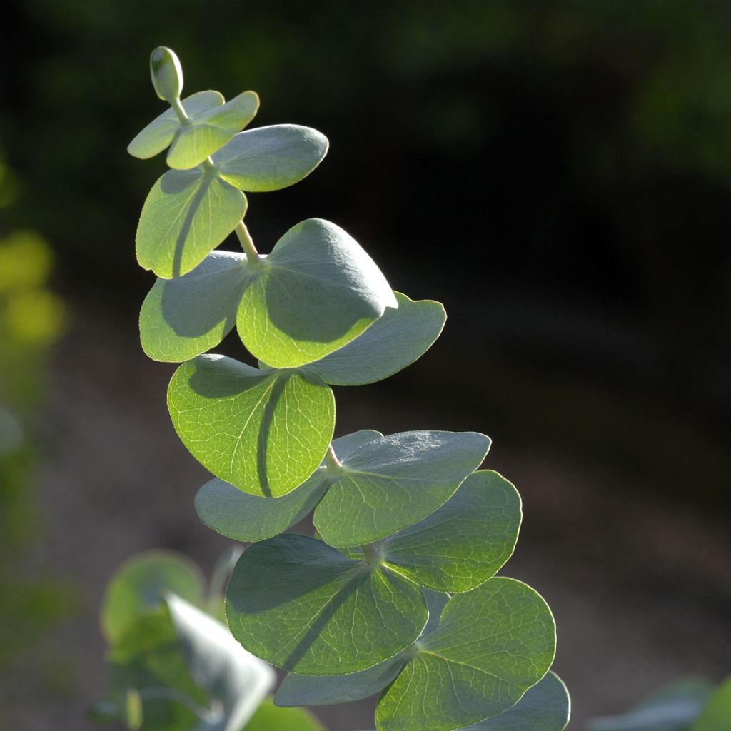 Eucalyptus pulverulenta Baby Blue Spiral