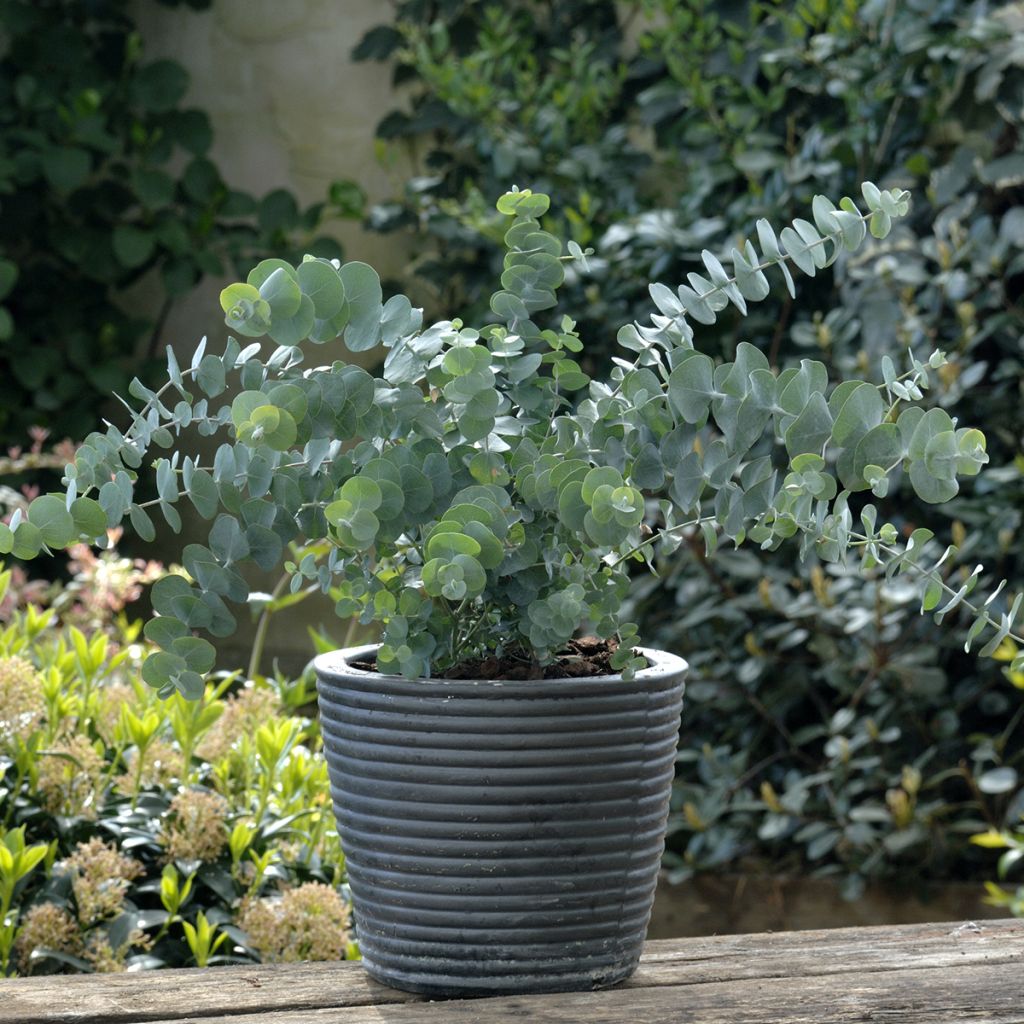 Eucalyptus pulverulenta Baby Blue Spiral