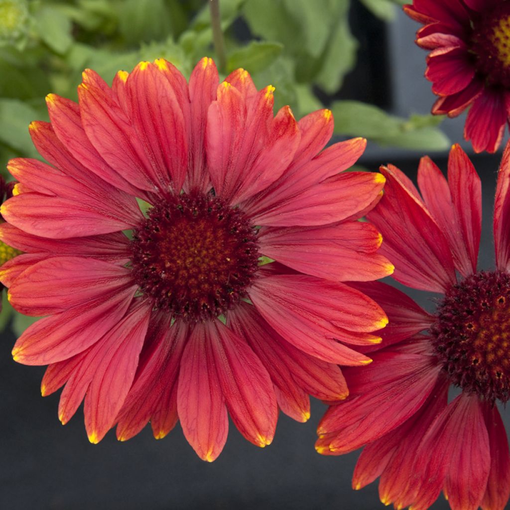 Gaillardia grandiflora Arizona Red Shades (semillas)