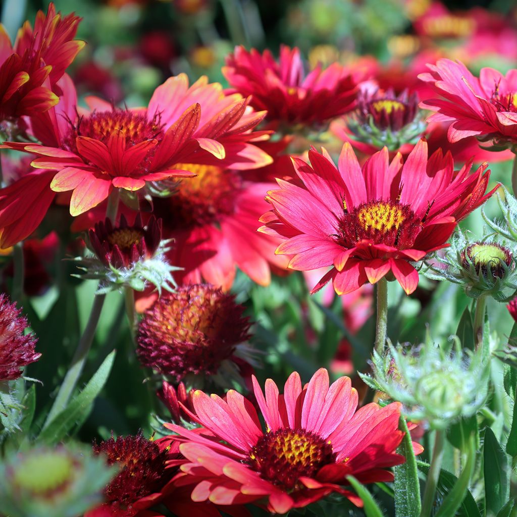 Gaillardia grandiflora Arizona Red Shades (semillas)