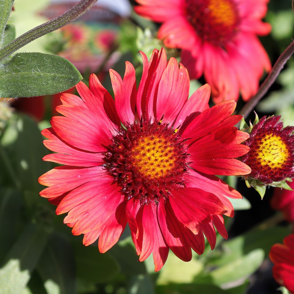 Gaillardia grandiflora Arizona Red Shades (semillas)