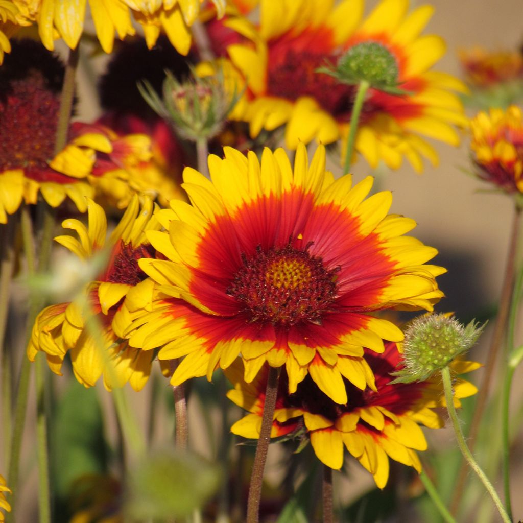 Gaillardia grandiflora Torchlight, Lueur de Torche, Fackelschein