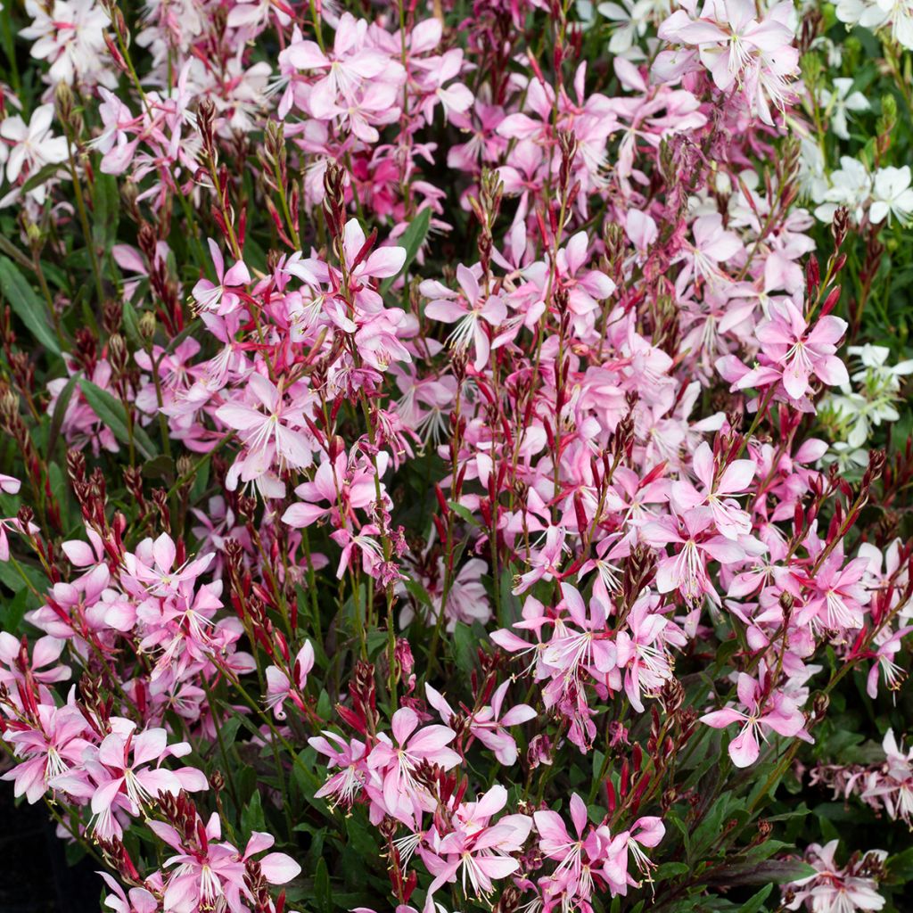 Gaura lindheimeri Emmeline Pink Bouquet