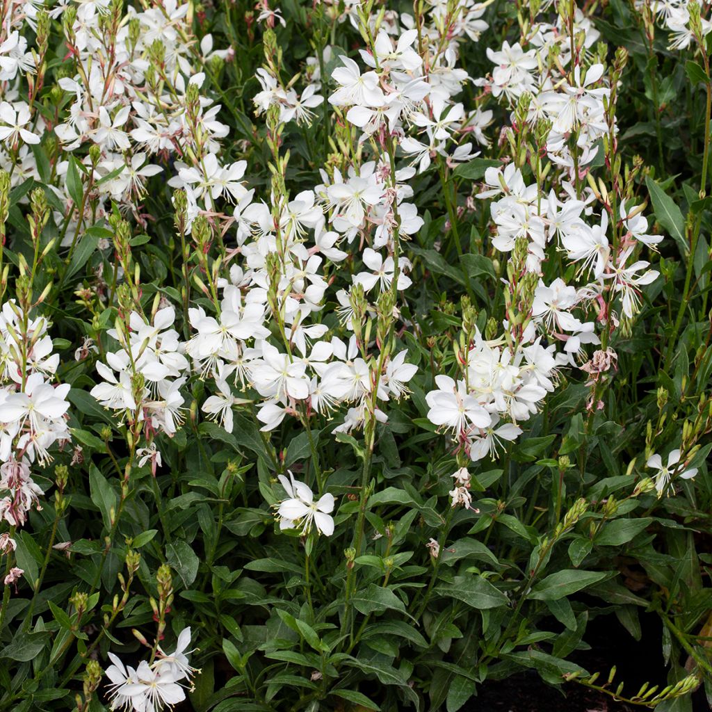 Gaura lindheimeri Emmeline White