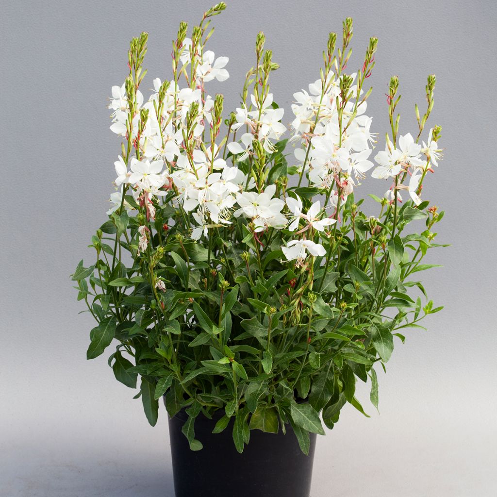 Gaura lindheimeri Emmeline White