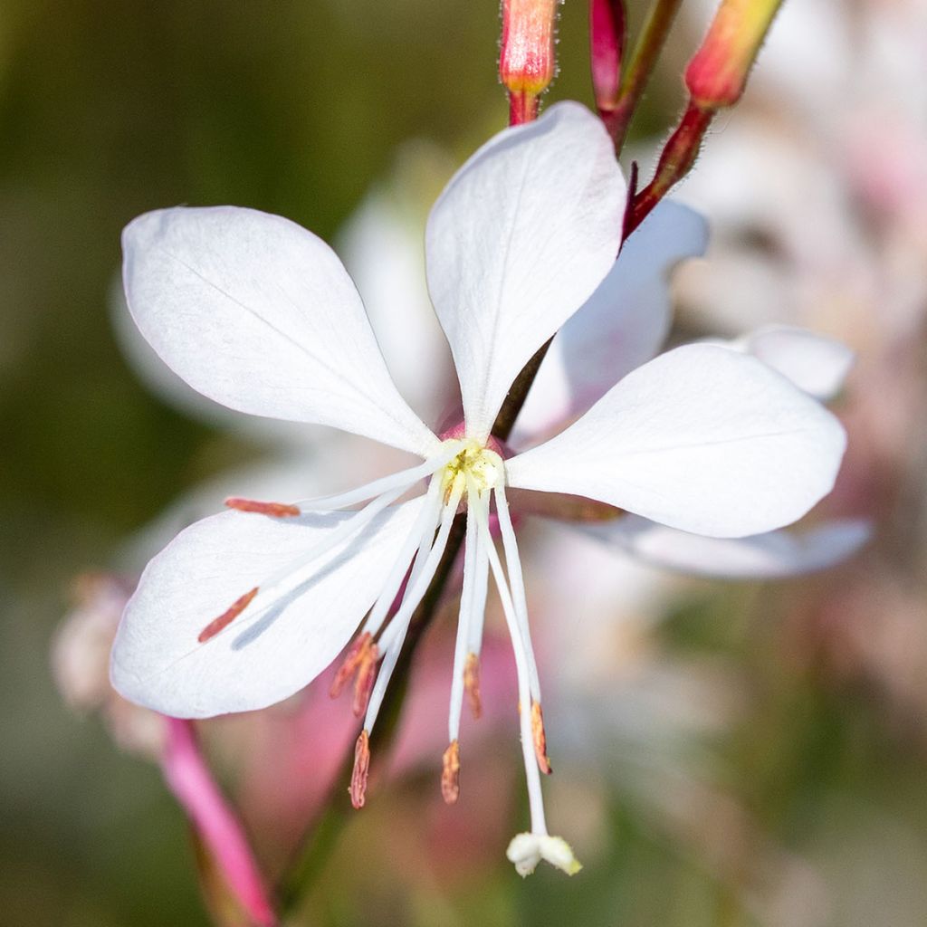 Gaura lindheimeri Emmeline White