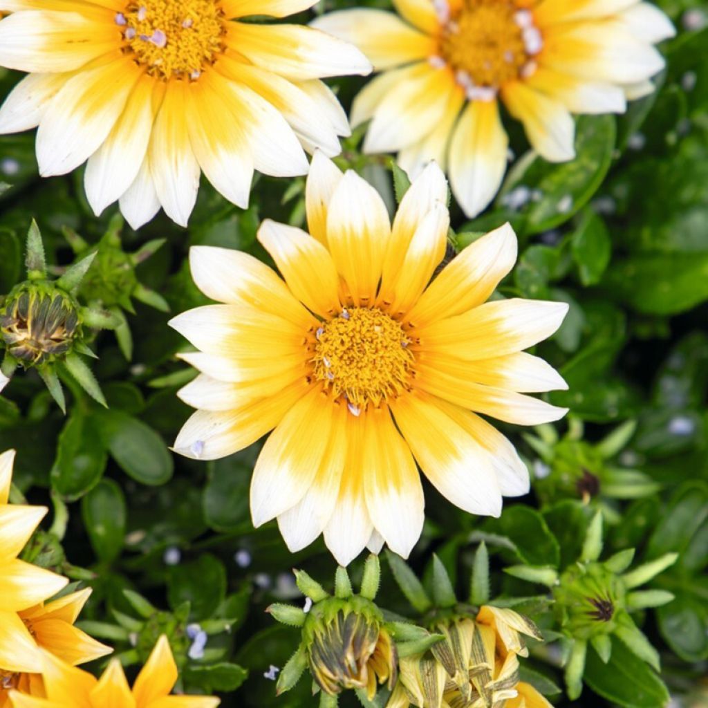 Gazania rigens Zany F1 Sunny Side Up