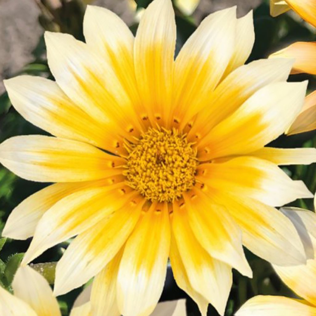 Gazania rigens Zany F1 Sunny Side Up