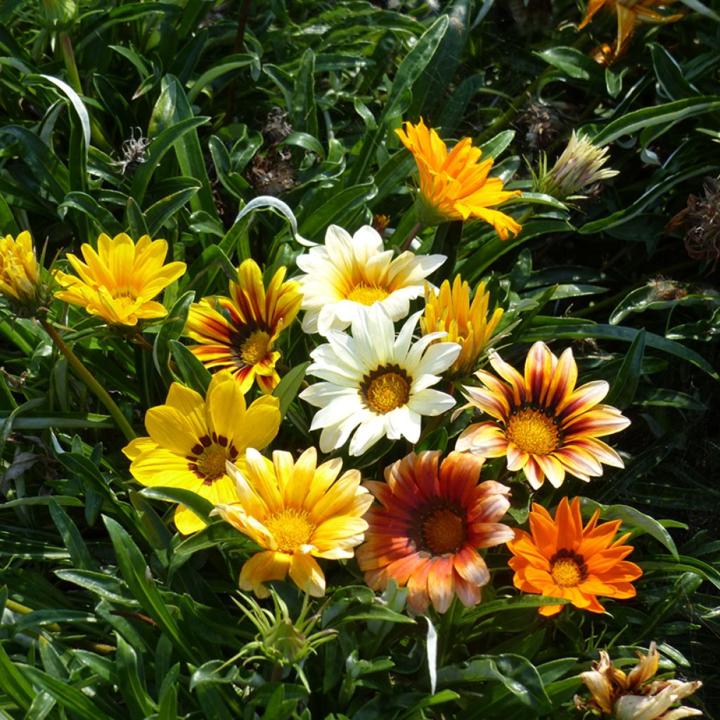 Gazania Sunshine Hybrids