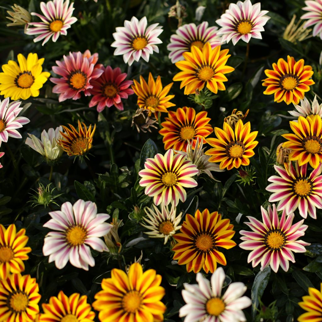 Gazania Sunshine Hybrids