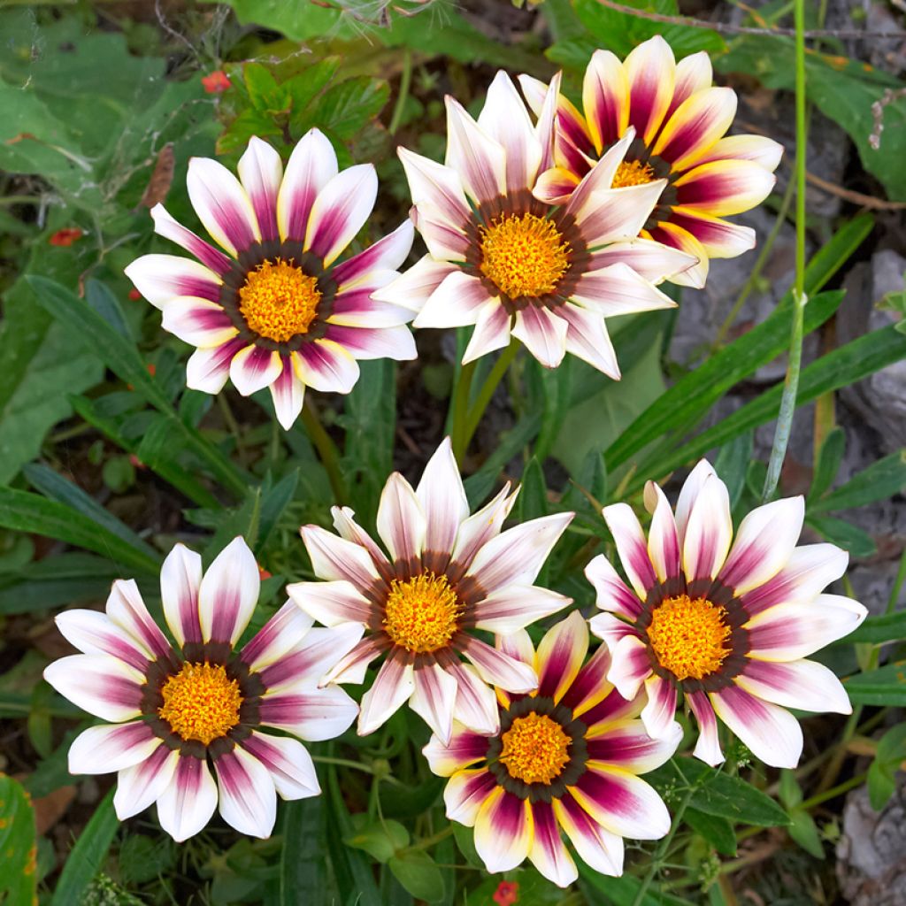 Gazania rigens Tiger Stripes Mixed